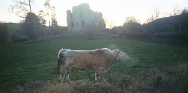 Creich castle with handsome bull on a cold day Creich castle with handsome bull on a cold day